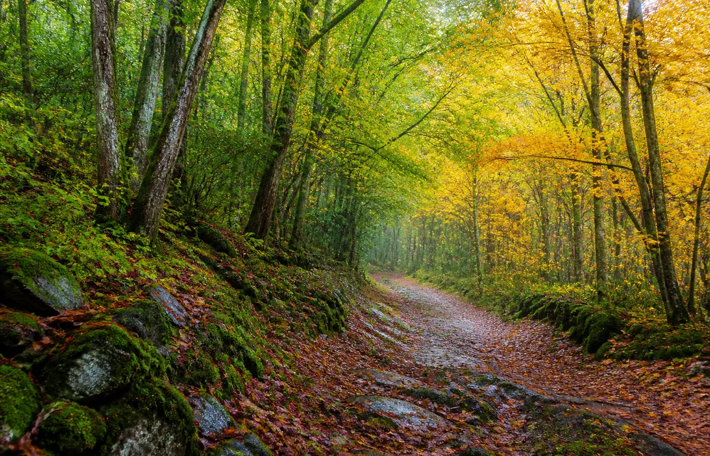 A damp forest path moving from green leaves into amber autumn canopy